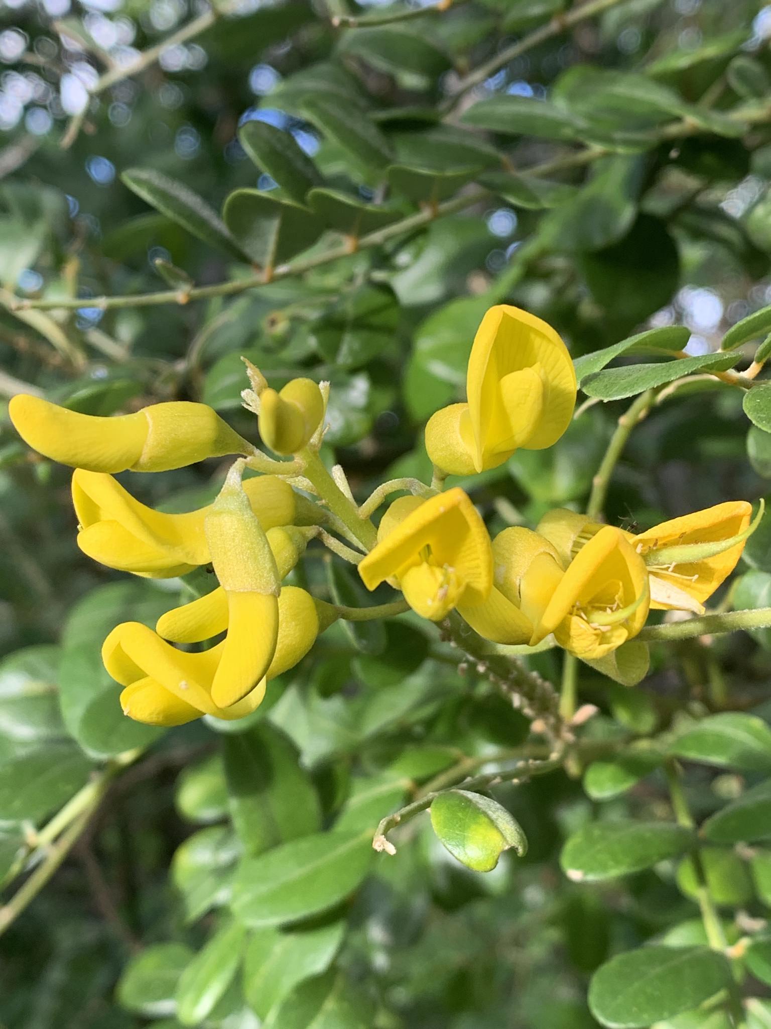 Sophora tomentosa 